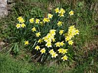 Jonquille (54) (Photo F. Mrugala)